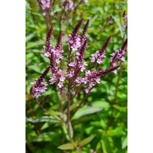 Verbena hastata Pink Spires – Dúsvirágú verbéna