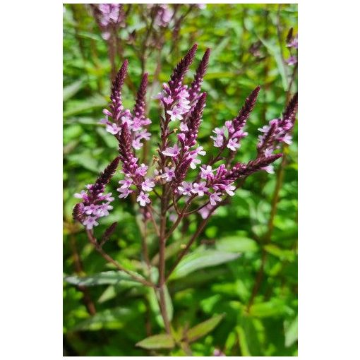 Verbena hastata Pink Spires – Dúsvirágú verbéna