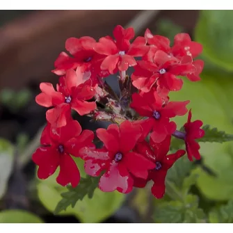 Verbéna/Vasfű (Verbena)