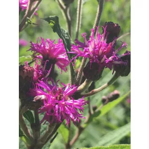 Vernonia missurica - Vernónia