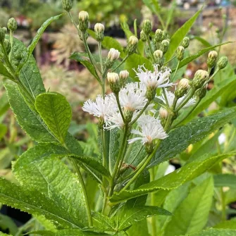 Vernónia (Vernonia)