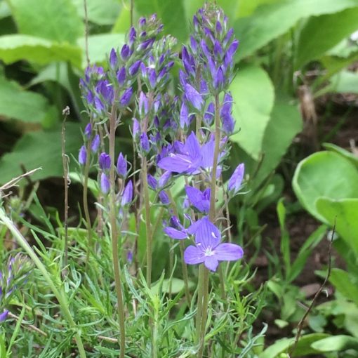 Veronica austriaca Kapitän - Fogaslevelű veronika