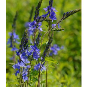 Veronica austriaca Konigsblau - Fogaslevelű veronika