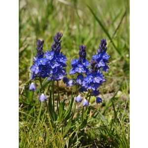 Veronica prostrata - Lecsepült veronika