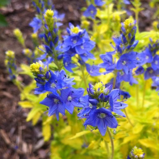 Veronica prostrata Aztec Gold - Lecsepült veronika