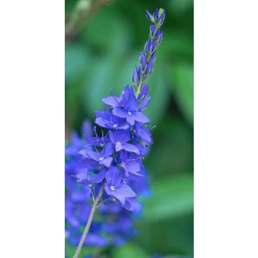 Veronica spicata Shirley Blue - Macskafarkú veronika