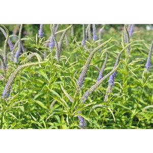 Veronicastrum virginicum f. caeruleum - Virginiai veronika