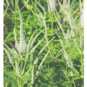 Veronicastrum virginicum White Apollo - Virginiai veronika