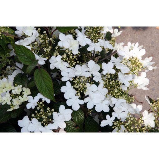 Viburnum plicatum Summer Snowflake - Redős levelű bangita