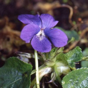 Viola odorata Mrs. Pinehurst - Iboly