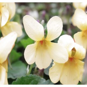 Viola odorata Sulphurea - Sárga ibolya