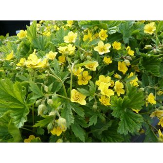 Berki pimpó (Waldsteinia)