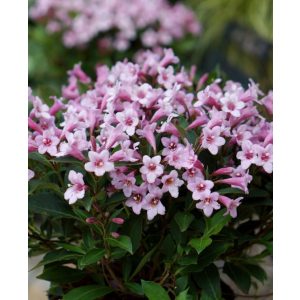 Weigela florida Pink Poppet - Rózsalonc