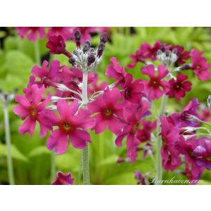 Primula pulverulenta - Kandeláber kankalin