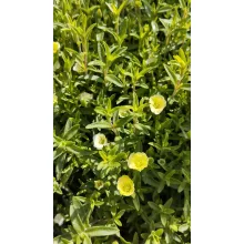 Arenaria montana Summer lemon - Hegyi homokhúr