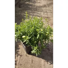 Arenaria montana Summer lemon - Hegyi homokhúr