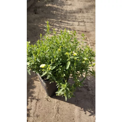 Arenaria montana Summer lemon - Hegyi homokhúr