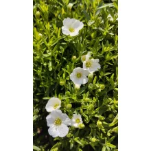 Arenaria montana Summer White - Hegyi homokhúr