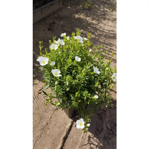 Arenaria montana Summer White - Hegyi homokhúr