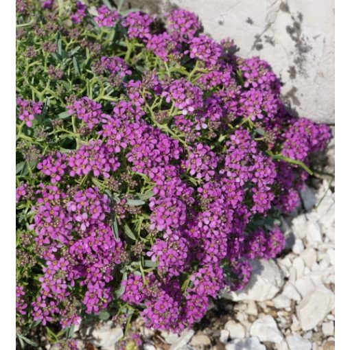 Alyssum spinosum Rubrum - Illatos ternye