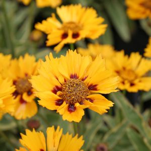   Coreopsis grandiflora Calypso - Menyecskeszem (tarka levelű)