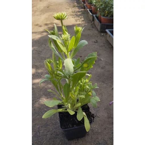 Gaillardia aristata Arizona Apricot - Kokárdavirág