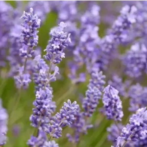 Lavandula angustifolia Tasty Grosso - Levendula