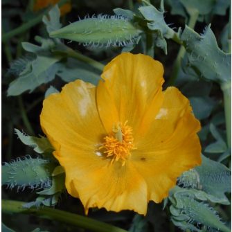 Szarvasmák (Glaucium)