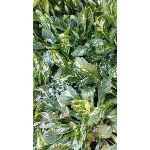 Ajuga reptans Sparkler - Indás ínfű