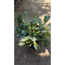 Ajuga reptans Sparkler - Indás ínfű