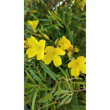 Calylophus serrulatus Sundrop - Napcsepp virág