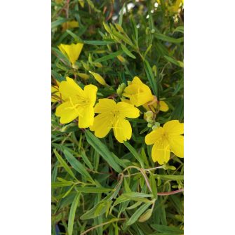 Napcsepp (Calylophus)