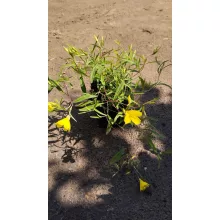 Calylophus serrulatus Sundrop - Napcsepp virág