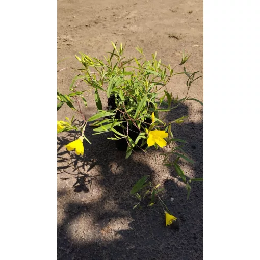 Calylophus serrulatus Sundrop - Napcsepp virág