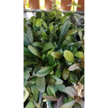 Ajuga tenorii Chocolate Chip - Indás ínfű