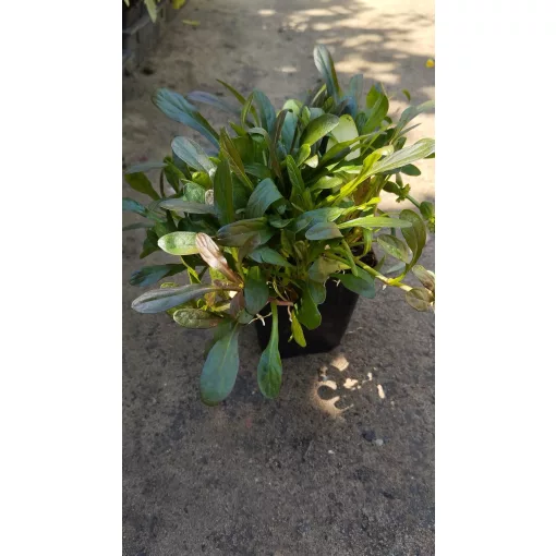 Ajuga tenorii Chocolate Chip - Indás ínfű