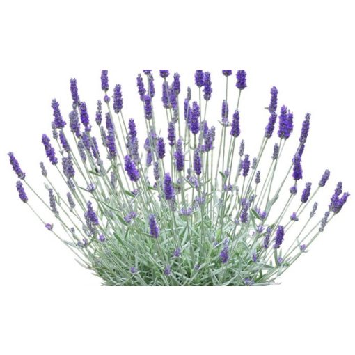 Lavandula x chaytorae Silver Sands - Levendula