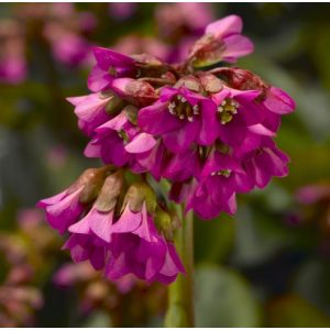 Bergenia cordifolia Shoeshine Rose - Bőrlevél