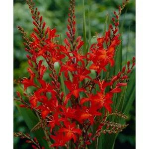 Crocosmia Mistral - Sáfrányfű