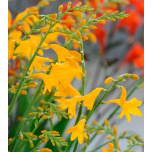 Crocosmia Suzanna - Sáfrányfű
