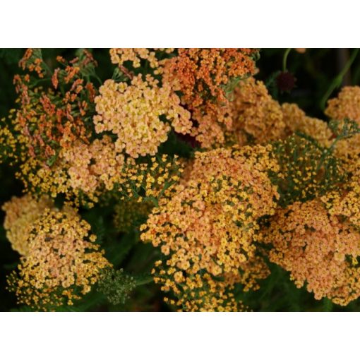 Achillea millefolium Hannelore Pahl - Cickafark