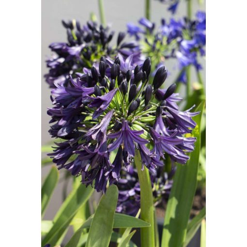 Agapanthus Black Jack - Szerelemvirág