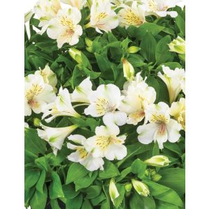 Alstroemeria Beach Valley - Inkaliliom