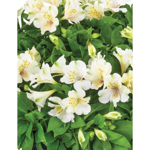 Alstroemeria Beach Valley - Inkaliliom