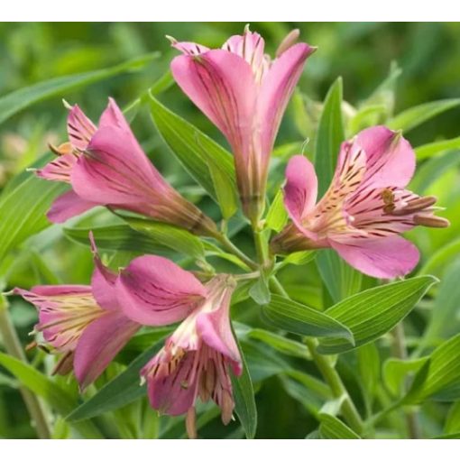 Alstroemeria Mauve Majesty - Inkaliliom