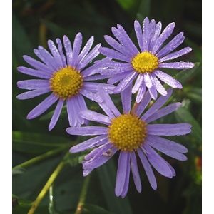 Aster koraiensis - Évelő őszirózsa