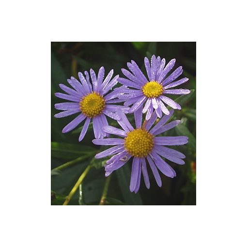 Aster koraiensis - Évelő őszirózsa