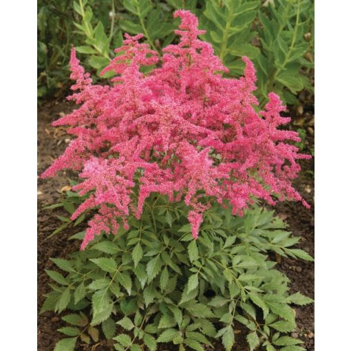 Astilbe (A) Astary Rose Red Shades - Tollbuga