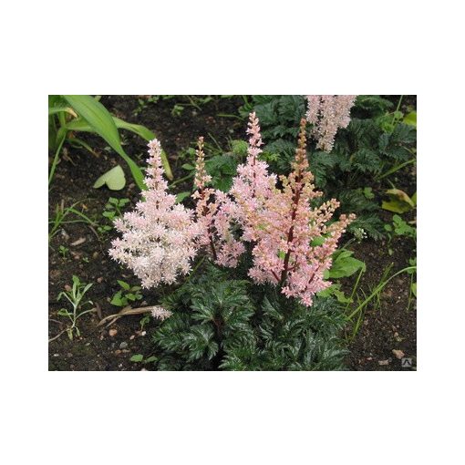 Astilbe chinensis Perkeo - Tollbuga