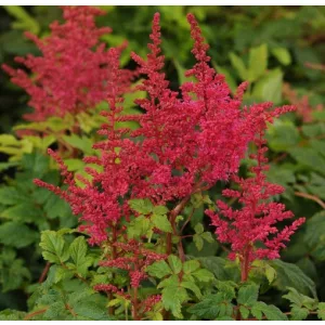 Astilbe Younique Carmine - Tollbuga